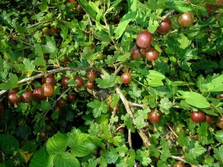 Obraz premium сад и огород