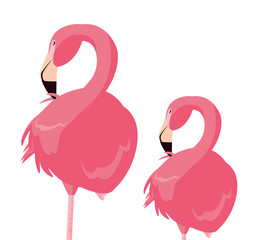 elegant flamingo birds couple