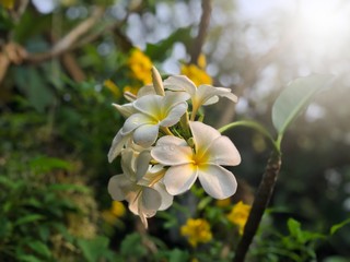 White Plumeria flower selective focus with light effect