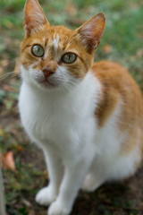 Cute white and orange cat sitting on the ground outside