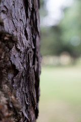 Detail of a coniferous tree