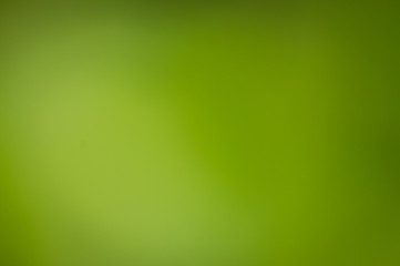 Green leaves background 