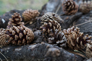 Natural dry pinecones lying nex to a tree