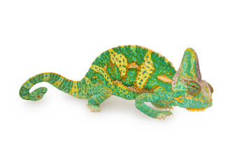 close view of a beautiful  green colorful  chamaeleo calyptratus with his spiral tail. Species also called veiled, cone-head or yemen chameleon.