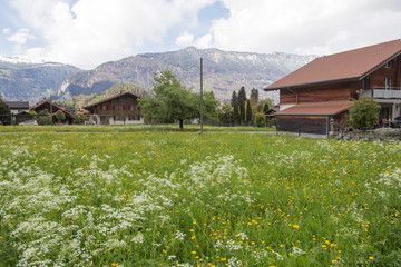 Landscape Junfrau region Berner Oberland Switzerland