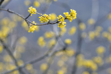 yellow spring tree in romania forest