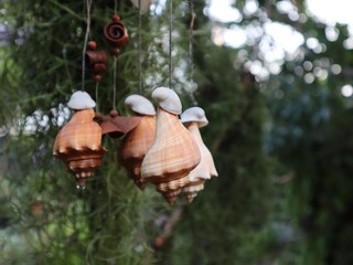 Shells mobile hanging with water drop in garden selective focus bokeh background
