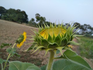 Opening of sunflower