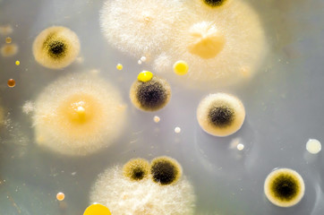 Colonies of different bacteria and mold fungi grown on Petri dish with nutrient agar, close-up view. Microbiology background - obrazy, fototapety, plakaty