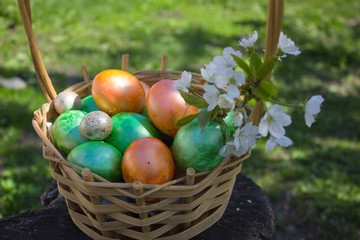 Easter composition with colorful Easter eggs and spring flowers on wooden background. Easter card with copy space.