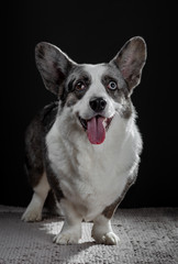 Beautiful grey corgi dog with different colored eyes closeup emotional portrait