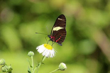 butterfly pollinating flower