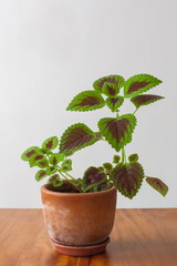 Coleus Plectranthus scutellarioides plant in a vase, on a wooden floor.