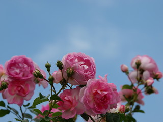 青空を仰ぐピンク色の薔薇