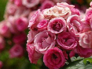 ブーケのように咲いた薔薇