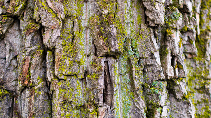 bark of a tree