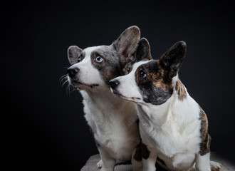 Two beautiful brown and grey corgi dogs posing in studio, isolated on black background