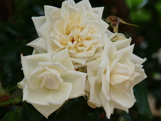 連なって咲く白薔薇の花