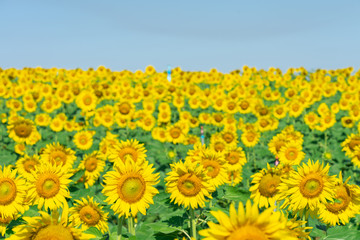 Sunflower (Helianthus annuus). Sunflower blooming in the middle of the sunflower plantation Blaze in the background, bright sky