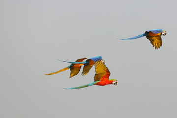 Colorful macaw parrots flying in the sky 
