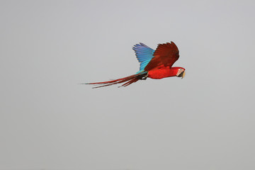 Colorful macaw parrot flying in the sky  © Passakorn
