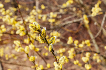 Willow tree, spring bloom. collecting honey. © greenoline