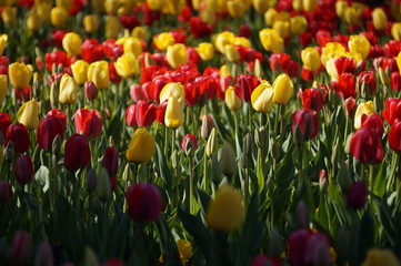 Candy looking flowers