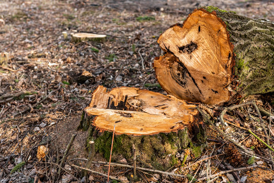 Cut down shrub, pruning down a tree, stump of a big shrub 