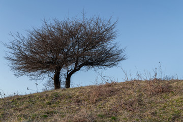 Alberi spogli
