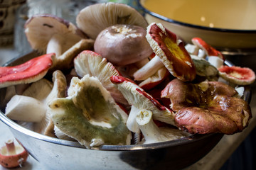 Russula Mushrooms in a plate