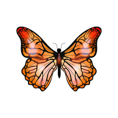 Bright orange exotic butterfly on white