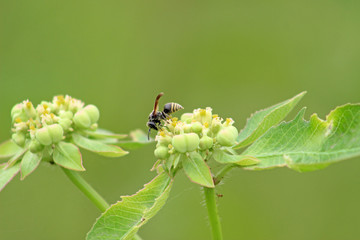 wasp pollinating flower