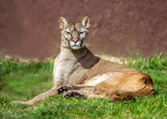 lying cougar with bokeh background