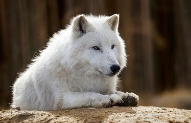 portrait of an arctic wolf