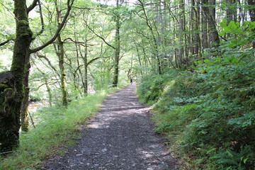 Forest Path