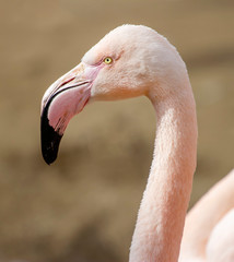 Fototapeta premium portrait of pink flamingo