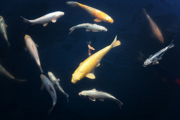 Colourful Koi fishes in a pond