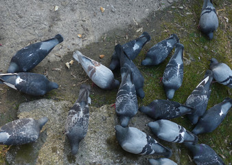 Palomas comiendo migas de pan en un parque