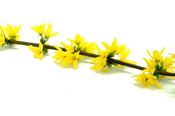  Forsythie Forsythia freigestellt auf wei&szlig;em Hintergrund