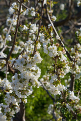 Cherry Tree Blossom