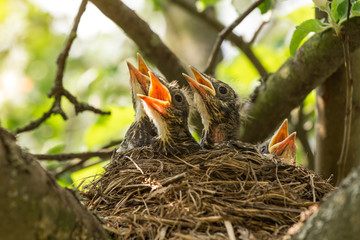 Baby birds in a nest on a tree branch in sunlight close up, macro