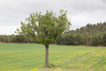 Cereal plantation in spring Teruel Spain