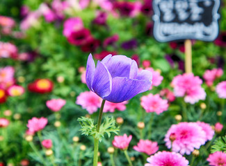 Colorful Spring Flowers in Gwangju , Jeollado, South Korea, Asia