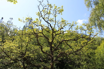 tree in spring