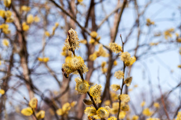 Willow tree, spring bloom. collecting honey.
