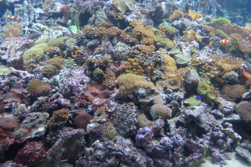 Sea background, view of the sea floor with corals, sea anemone and other marine life.