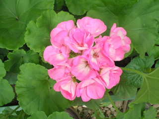 Fototapeta premium садовые цветы