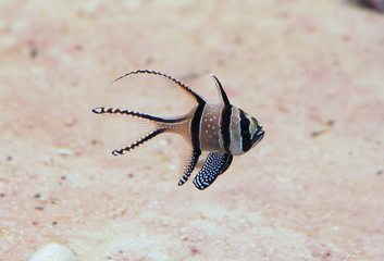 Tulle apogon (Pterapogon Kauderni) at the bottom of the sea near the islands of Banggai in Indonesia