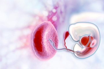 Human fetus on scientific background