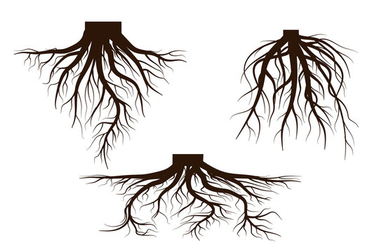 Set of Life tree with roots . Vector illustration icon isolated on white background.